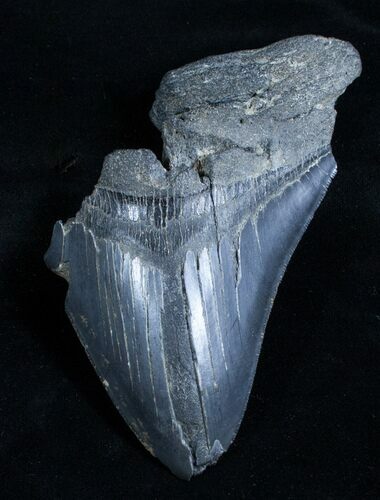Partial Inch Megalodon Tooth - Serrated #3512